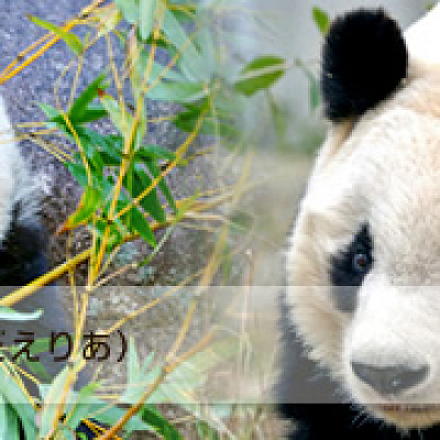 パンダエリア