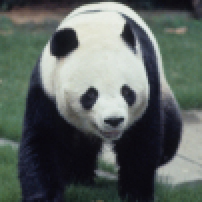 パンダのカンカン