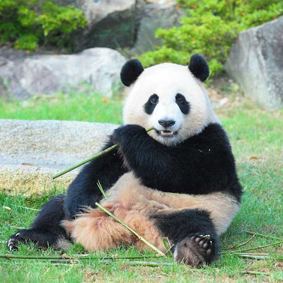 パンダラブツアー