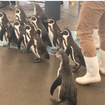 散歩中のペンギン