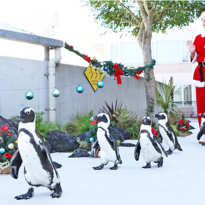 ペンギンパレード　クリスマスバージョン