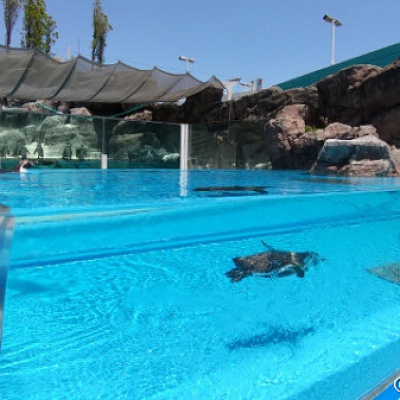 広々とした水槽で泳ぐペンギン