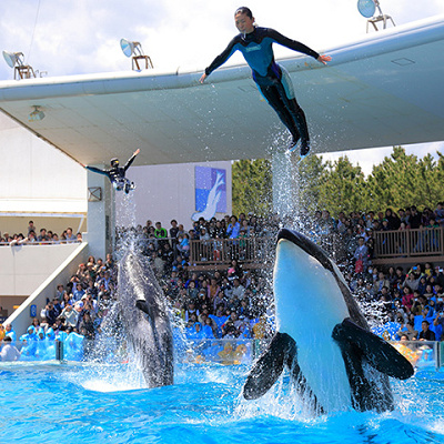 圧巻のショーをぜひ見に行ってくださいね！