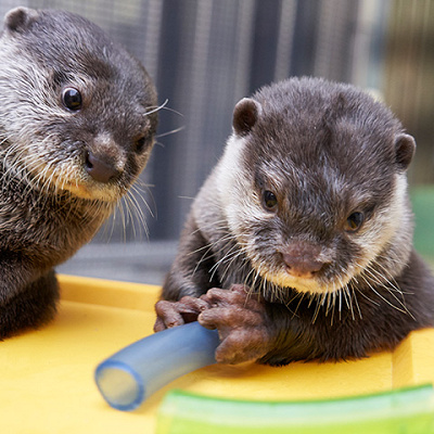 カワウソたちにも会いに行ってくださいね！