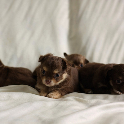 プルートには何匹か子供がいる！？