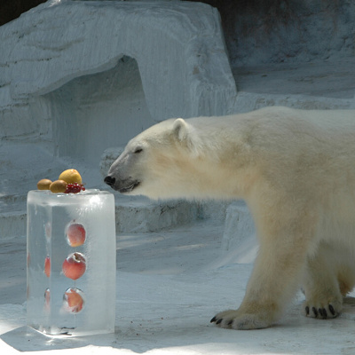 ホッキョクグマ／天王寺動物園