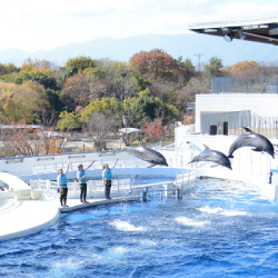 大人気のイルカショー