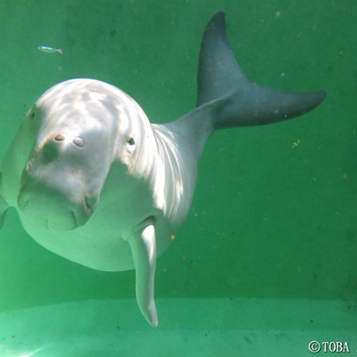 人気者のジュゴン