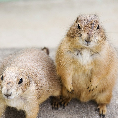 プレーリードッグ