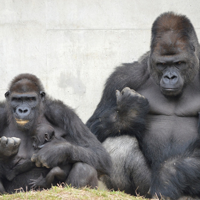 東山動物園で飼育されている霊長類