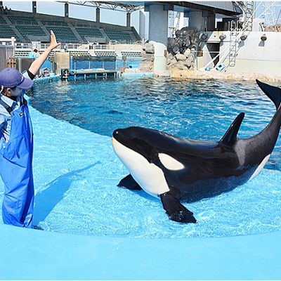 シャチの公開トレーニングの様子