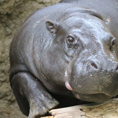 神戸動物王国のコビトカバ