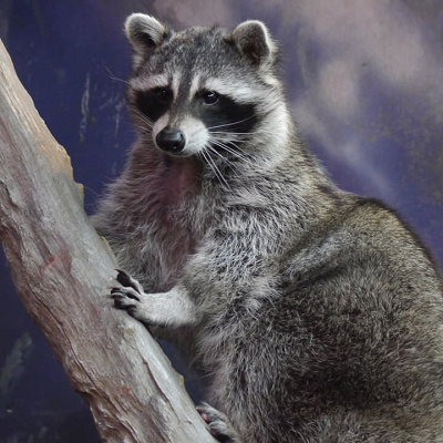 アライグマ／天王寺動物園