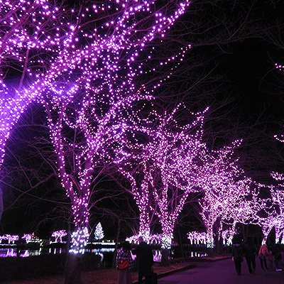 2018年の使用電球数は過去最大