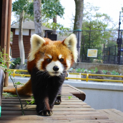 楽寿園のレッサーパンダ