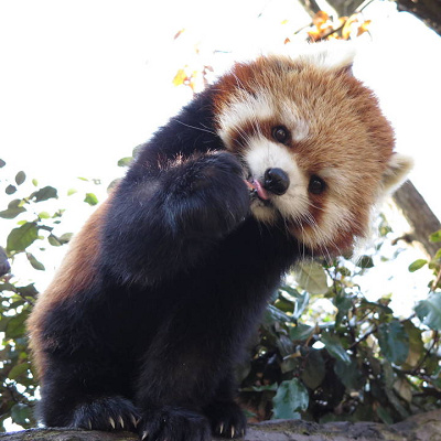 レッサーパンダ