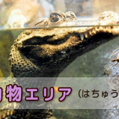 は虫類・夜行性動物エリア
