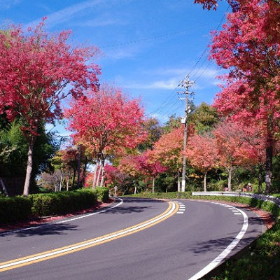 東山動物園の周辺の道