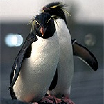 イワトビペンギン