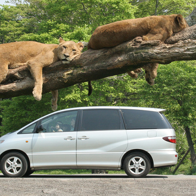 マイカーでのサファリツアー