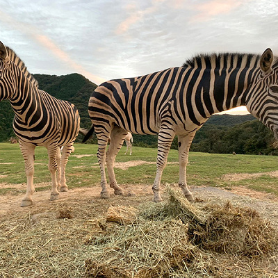 サファリのシマウマ