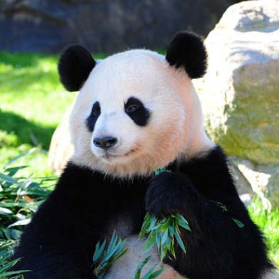 桜浜（おうひん）