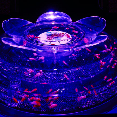 桜リウム／アートアクアリウム