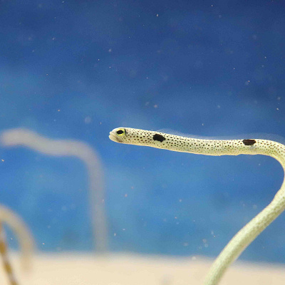 うみたまごのチンアナゴ