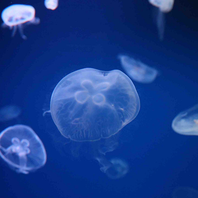 うみたまごのクラゲ