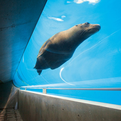 アシカのスイミング