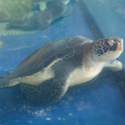 うみたまごのウミガメ