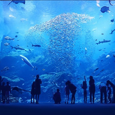 仙台うみの杜水族館の「いのちきらめく　うみ」水槽