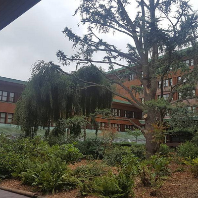 セコイヤロッジ