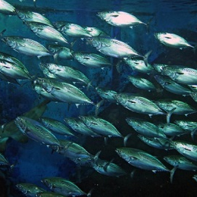 カツオの仲間「スマ」