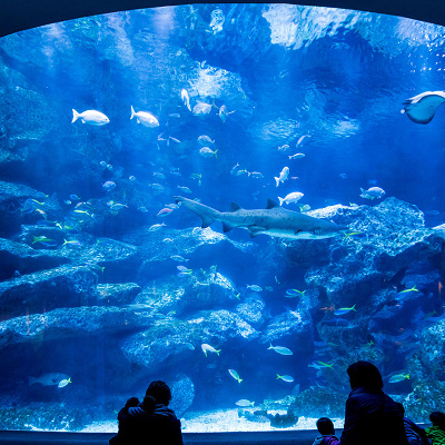 スカイツリー　水族館