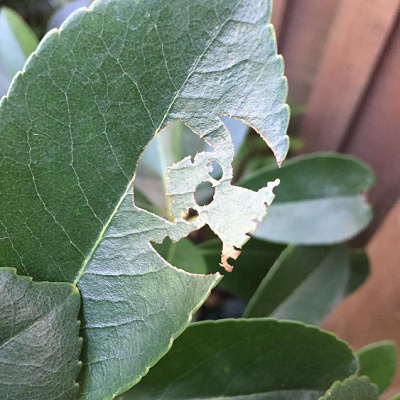 隠れミッキーよりも見つけるのが難しい隠れスティッチも