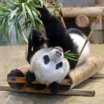 パンダといえばササのイメージがあります