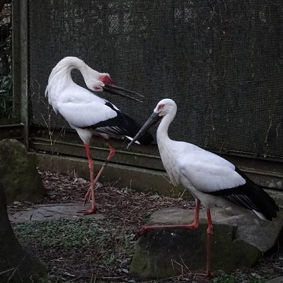 コウノトリ