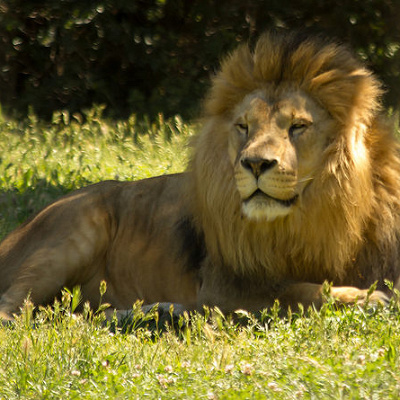 ライオン・キング