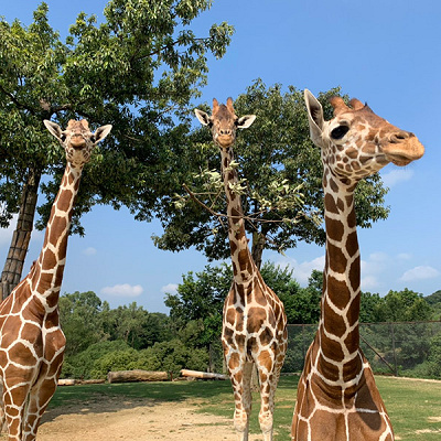 サファリエリアの人気者「キリン」