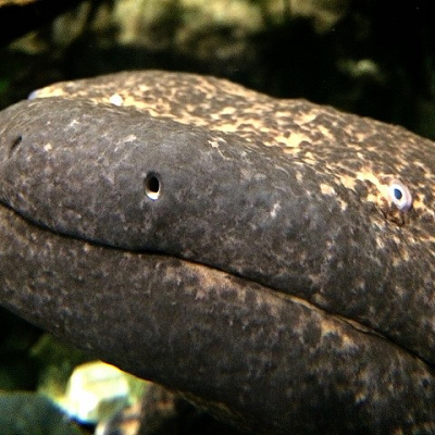 オオサンショウウオのつぶらな瞳