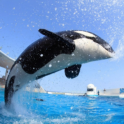 鴨川シーワールドとのセット券もあります