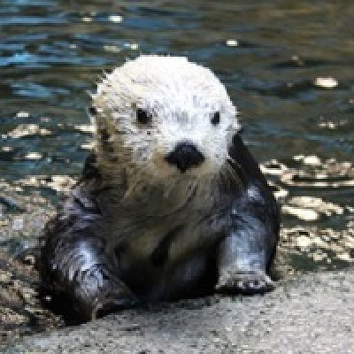 ラッコの明日花