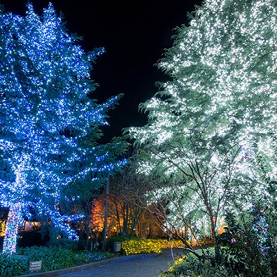 ライトアップされたツインツリー