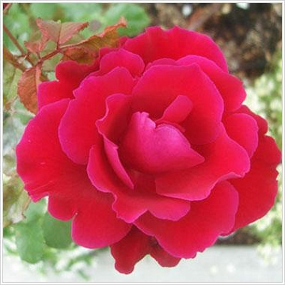 Victor Hugo(ビクトル・ユーゴ)