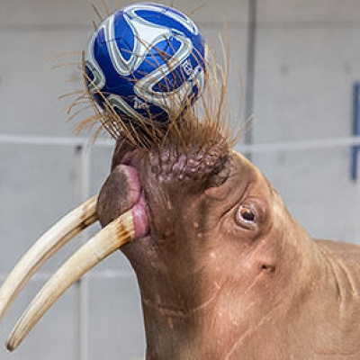 セイウチのパフォーマンス