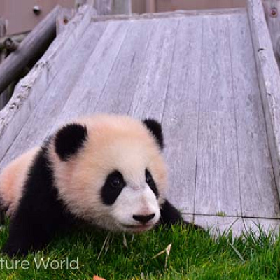 もっと知りたい！パンダ塾