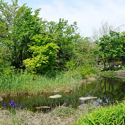 水辺の自然のエリア