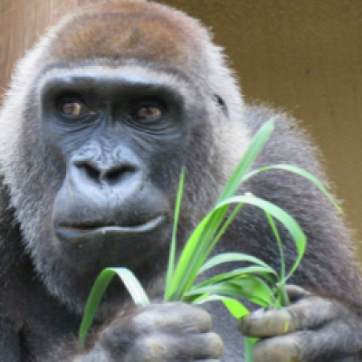 京都市動物園のニシゴリラ