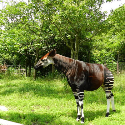 ズーラシアといったらオカピ♡